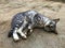 Cute cat sleep on cement background