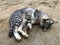 Cute cat sleep on cement background