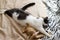 Cute cat sleeping on bed with his teddy toy, top view. Adorable black and white kitty relaxing and napping in bedroom. Cozy moment