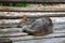 A Cute Cat Sleeping Peacefully on a Wooden Bench - Cool Relaxation - Power Nap