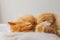 Cute Cat Sleeping and Relaxed Snuggling on the bed. Animal Friendly Concept. Golden Persian Cat