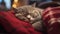 Cute cat sleeping on sofa at home, closeup. Lovely pet