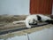 cute cat sleeping style in the carpet