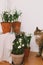 Cute cat smelling spring flower plants in clay pots on rustic wood in room. Hello spring. Gardening