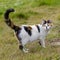 Cute cat standing on grass with its raised tail