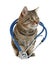 Cute cat with stethoscope as veterinarian on white