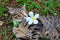 Cute cat tabby portrait with white flowers placed on the bed on the ground.
