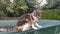 Cute cat walks along the edge of the pool and hunts insects. A funny attack on annoying insects. Felis catus domesticus looks as q