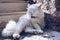 Cute cat washing itself on the street. Cat cleaning himself in the street, under the sun. He is against a nice old stone wall.