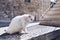 Cute cat washing itself on the street. Cat cleaning himself in the street, under the sun. He is against a nice old stone wall.