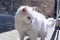 Cute cat washing itself on the street. Cat cleaning himself in the street, under the sun. He is against a nice old stone wall.