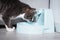 Cute cat with water dispenser. Cat with water fountain. Pet thirst. Dehydration in a cat