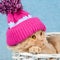 Cute cat, wearing knitted hat with pompom