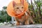 Cute cat wearing orange plastic cone collar