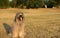 CUTE CATALAN SHEEPDOG SITTING ON YELLOW GRASS ON SUMMER HEAT. HO