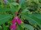 Cute Catapillar in the Middle of Wild Flower