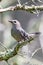 Cute catbird close up portrait on the tree