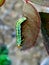 Cute caterpillar on rose ðŸŒ¹ leaves