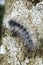 Cute caterpillar (worm)