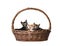 Cute cats in the basket