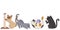 Cute cats of different breeds in various poses vector illustration. Cartoon kitten licking itself , sharpen claws and