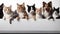 Cute cats and dogs sitting side by side in a row
