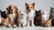 Cute cats and dogs sitting together side by side