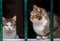 Cute cats of Kotor