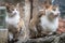 Cute cats of Kotor