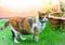 Cute cats are playing in the house on lawn. using wallpaper or background for animal image