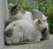 Cute cats sleep isolated on blurred background