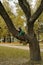 A cute caucasian 6 year old boy in a green warm jacket and knit beanie sitting on the branch of big tree.