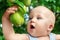 Cute caucasian baby boy picking up fresh ripe green pear from tree in orchard in bright sunny day. Funny child biting delicious