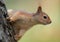 Cute Caucasian squirrel in profile