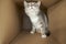 Cute, cautious cat sits in a large cardboard box and looks with curiosity and interest.