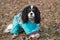 Cute cavalier king charles spaniel in the beautiful pet clothes is sitting in the autumn park. Pet animals