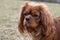 Cute cavalier king charles spaniel ruby detail head