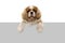 Cute  cavalier spaniel dog with paws over white gray blank . Isolated on white background