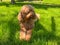 Cute Cavapoo Dog in a Park