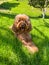 Cute Cavapoo Dog in a Park