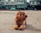 Cute Cavapoo lying on the beach looking to the side with its tongue out