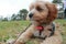 Cute Cavoodle puppy chewing a stick in the grass