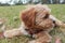 Cute Cavoodle puppy chewing a stick in the grass