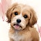 Cute cavoodle puppy looking at the viewer - ai generated image