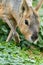 Cute Cavy closeup in green grass