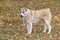 Cute central asian shepherd dog puppy is standing in the autumn park. Pet animals