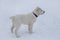 Cute central asian shepherd dog puppy is standing on a white snow in the winter park. Pet animals