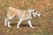 Cute central asian shepherd dog is walking in the autumn park. Pet animals.