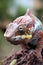 A cute chameleon is looking for food & perched on a tree branch