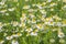 cute chamomile flower on nature background